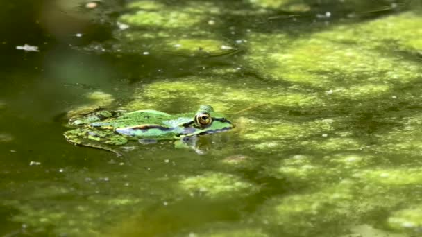 Společné evropské žába ve vodě — Stock video