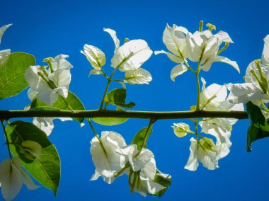 harika bir bir açık mavi gökyüzü ve beyaz çiçek