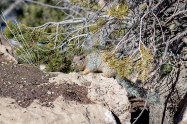 Arizona Grand Canyon Milli Parkı'nda Sincap