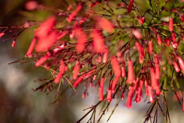 Lkbaharda Bahçede Güzel Kırmızı Çiçek — Stok fotoğraf