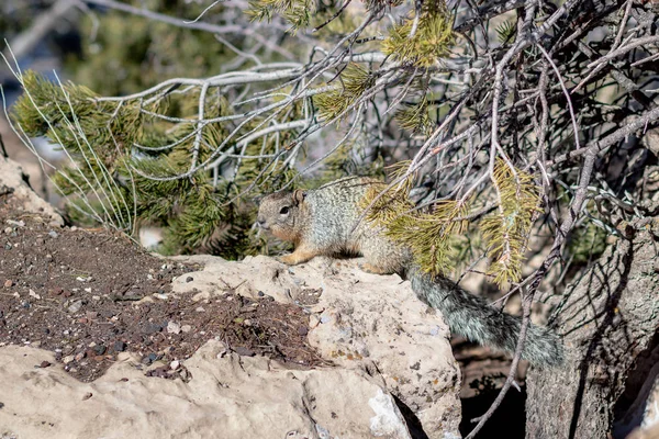 Arizona Grand Canyon Milli Parkı'nda Sincap