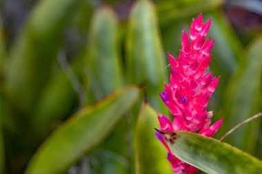 İlkbaharda bahçede güzel pembe çiçek