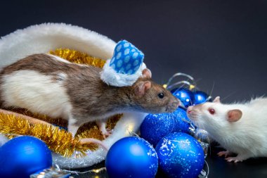 Yeni yıl konsepti. Noel Baba şapkası giymiş iki sevimli fare. Yeni yıl dekoru. 2020 'nin sembolü. Noel süsü ve çelenk. evcil hayvanlar ve küçük hediyeler