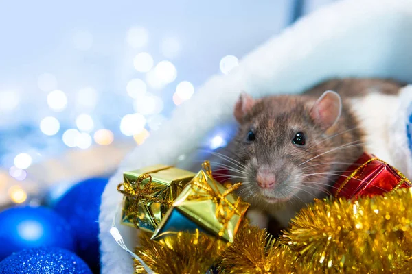New Year concept. Cute rat in a New Year\'s decor. Symbol of the year 2020. Christmas decoration and santa hat, garland. place for text. Cute pets and little gifs