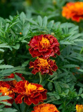 Yeşil yaprakların üzerinde kadife çiçekleri