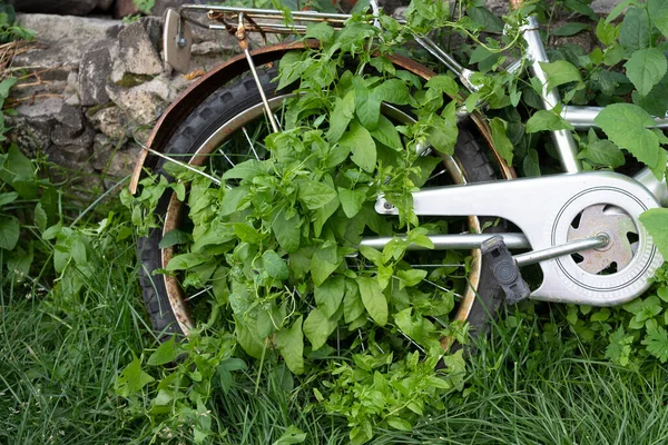 Oude Roestige Verlaten Fiets Overgroeid Met Gras Klimplanten — Stockfoto