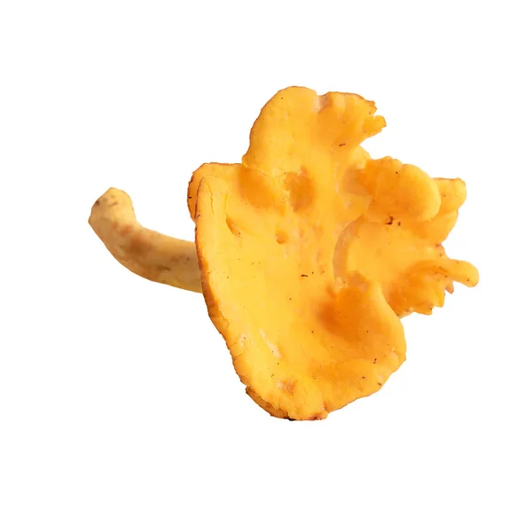 Chanterelle Cogumelo Isolado Branco — Fotografia de Stock