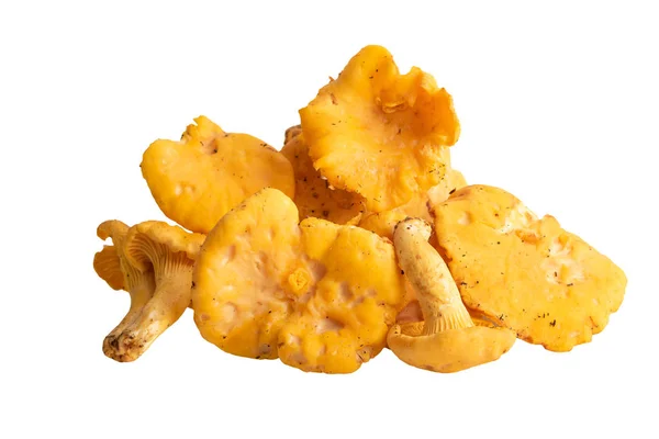 野生香菇或在白色查出的金黄香菜 — 图库照片