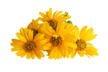 Heliopsis çiçek veya yanlış ayçiçeği, Oxeye ayçiçeği, beyaz üzerine tatlı yumuşak oxeye