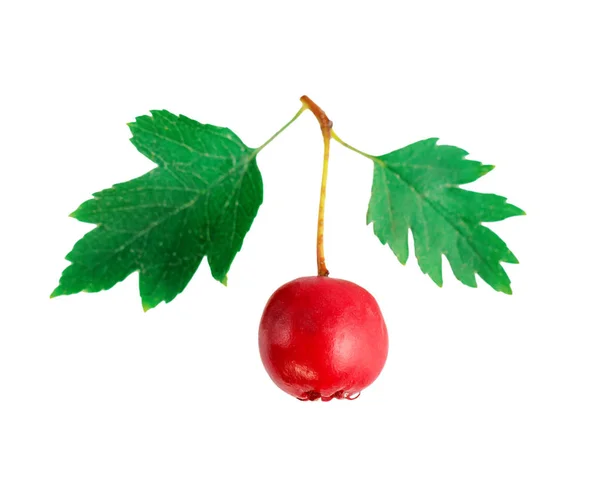 Hawthorn Red Berry Close White — Stock Photo, Image