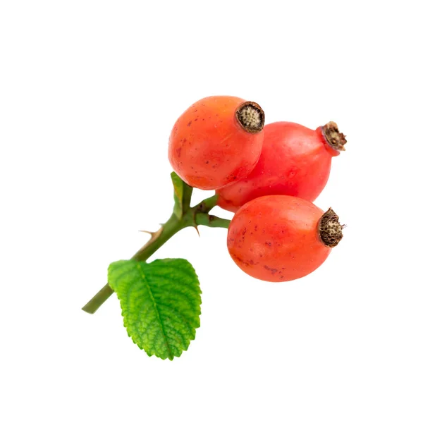Роза Стегна Три Червоні Стиглі Плоди Шипшини Ізольовані Білому Тлі — стокове фото