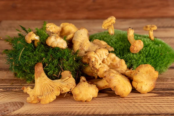 Chanterelles Mushrooms Mossy Undergrowth — Stock Photo, Image