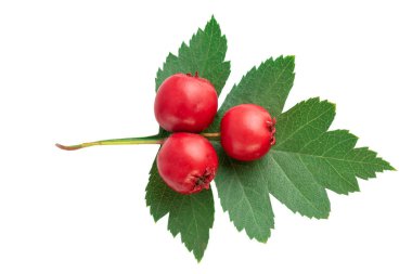 Alıç çilek veya beyaz yeşil yaprağı ile berry Haw. Flayt yatıyordu, en iyi görünümü