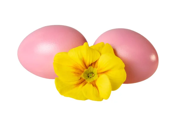 Różowy Easter Eggs Primrose Żółty Kwiat Białym Tle Obraz Zawiera — Zdjęcie stockowe