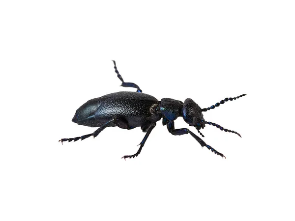 Oil Beetle Meloe Proscarabaeus Male Proscarabaeus White — Stock Photo, Image