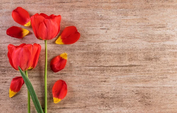 Červené Tulipány Dekorativní Uspořádání Světle Hnědé Pozadí Text Prostor Vpravo — Stock fotografie
