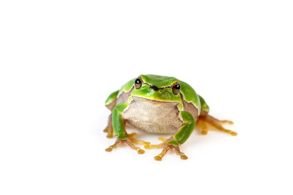 Grenouille Arbre Vert Vue Face Assis Sur Blanc — Photo