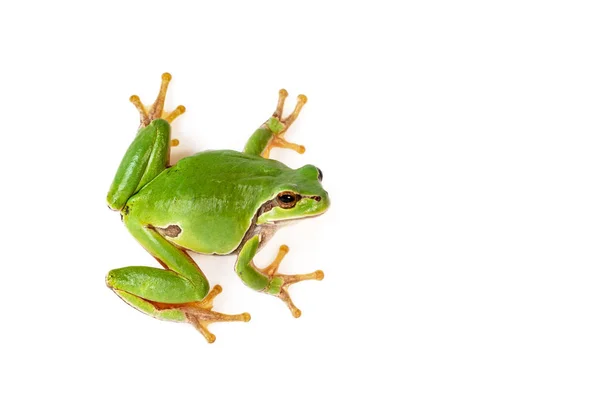 Zelená Rosnička Lezení Bílém Detail Hyla Arborea — Stock fotografie