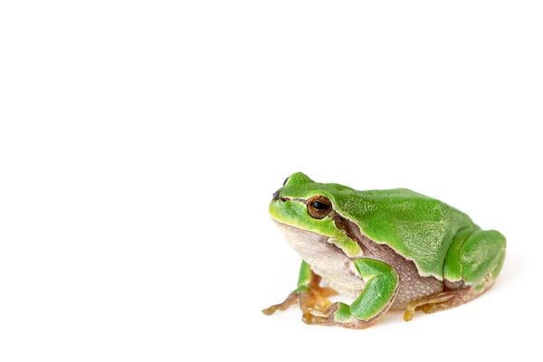 Green Tree Frog Witte Close Hyla Arborea — Stockfoto