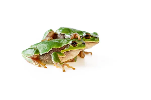 Dois Sapos Árvore Bonitos Verdes Sentados Branco — Fotografia de Stock