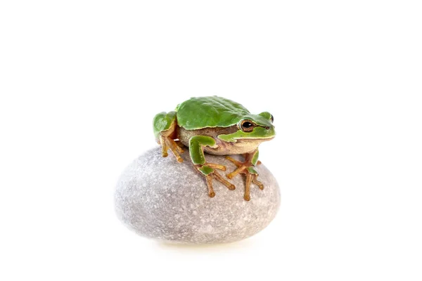 绿色树蛙坐在灰色的石头查出在白色欧洲树蛙 Hyla Arbrea — 图库照片