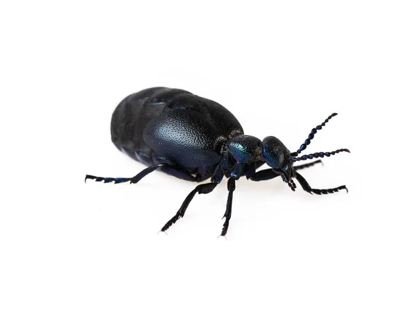 Black Blue Beetle Oil Beetle Meloe Proscarabaeus Isolated White — Stock Photo, Image