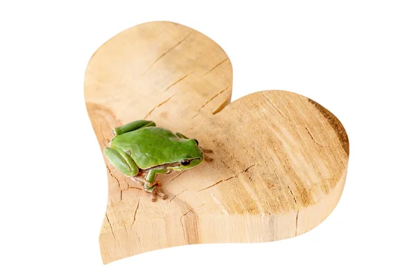 Green Tree Frog Sitting Wood Heart Environment Concept Clipping Path — Stock Photo, Image