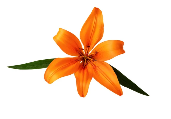 Lilium Lily Flower Orange Color Isolated White Clipping Path Included — Stock Photo, Image