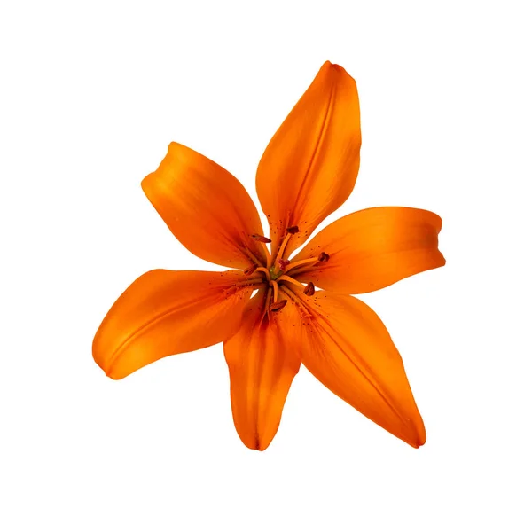 Lilium Lily Flower Orange Color Isolated White Clipping Path Included — Stock Photo, Image