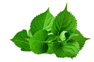 ortanca bitkiyeşil bahar yaprakları beyaz üzerinde izole