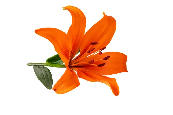 Цвет Цветка Лилии Оранжевый Выделенный Белой Дорожке Обрезки — стоковое фото