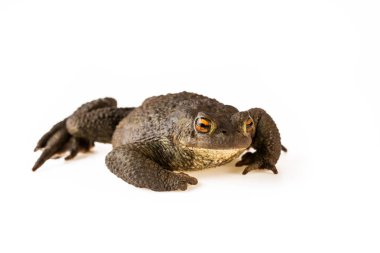 Beyaz arka plan üzerinde izole ortak kurbağa veya Bufo bufo oturan Kurbağa