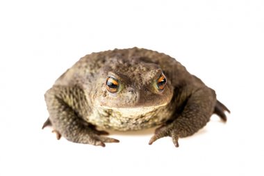 Toad Ön Görünüm Ortak Kurbağa veya Bufo Bufo Beyaz Arka Plan üzerinde Izole