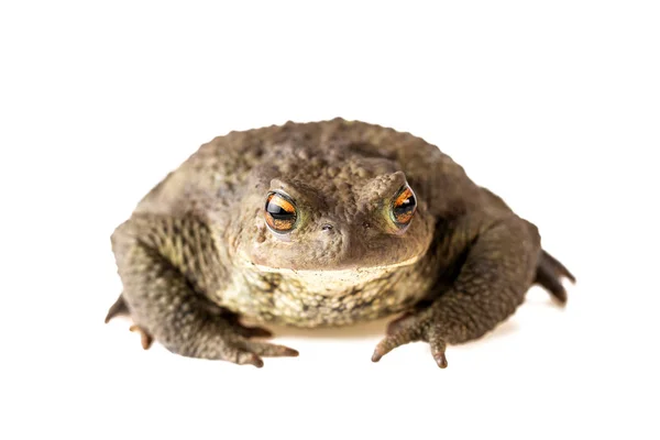 Toad Front View Vanliga Padda Eller Bufo Bufo Isolerad Vit — Stockfoto