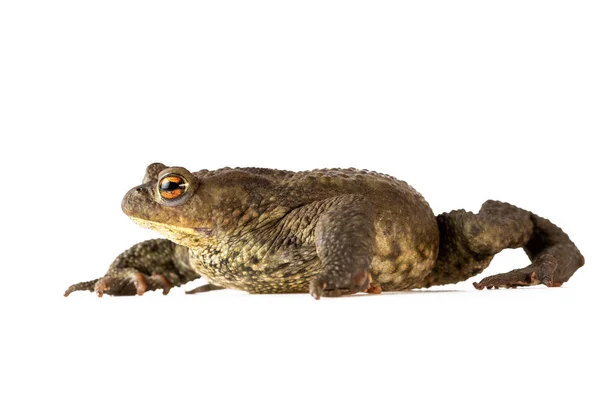 Toad Sürünen Ortak Kurbağa Veya Bufo Bufo Beyaz Üzerinde Isoalated — Stok fotoğraf