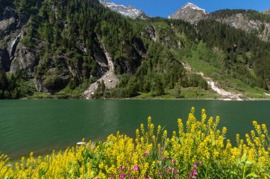 Ön planda sarı çiçekler ile Alpine Lake bahar yaz manzara Stillup Gölü Avusturya Tyrol