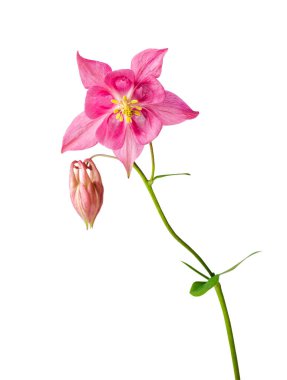 Beyaz üzerinde izole hasekiküpesi veya hasekiküpesi vulgaris pembe çiçek. Resim dahil kırpma yolu