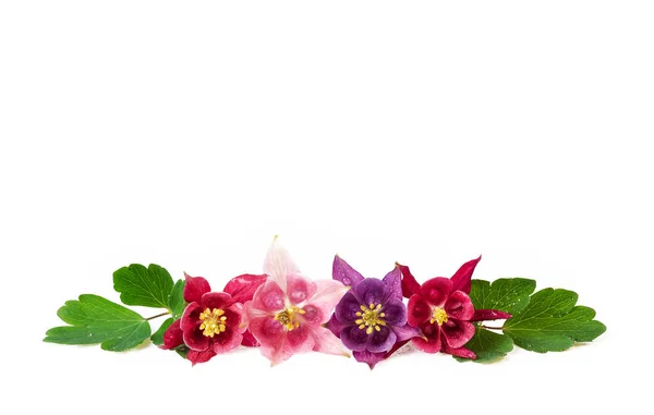 Various Aquilegia Flowers Row Isolated White Red Pink Purple Fresh — Stock Photo, Image