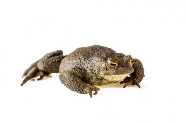 beyaz arka plan üzerinde ortak kurbağa Bufo bufo