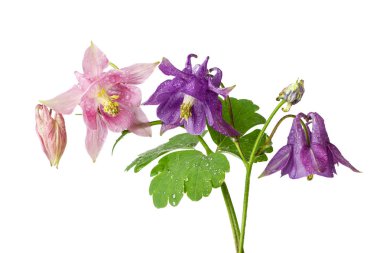 Beyaz arka plan üzerinde izole aquilegia bitki pembe ve lila renkleri güzel çiçekler
