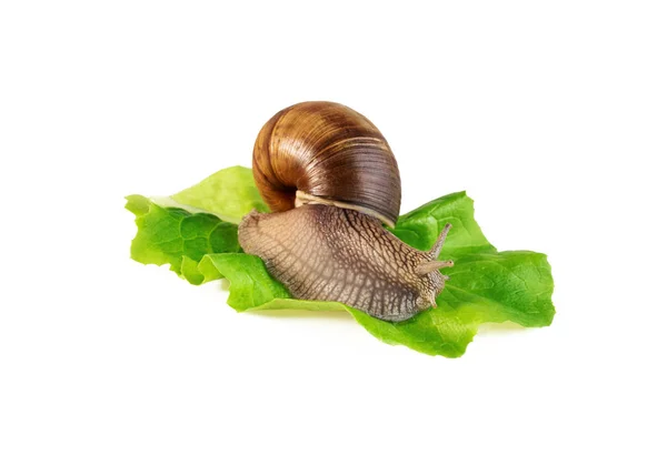 Caracol Sobre Hoja Lechuga Control Plagas Jardín — Foto de Stock