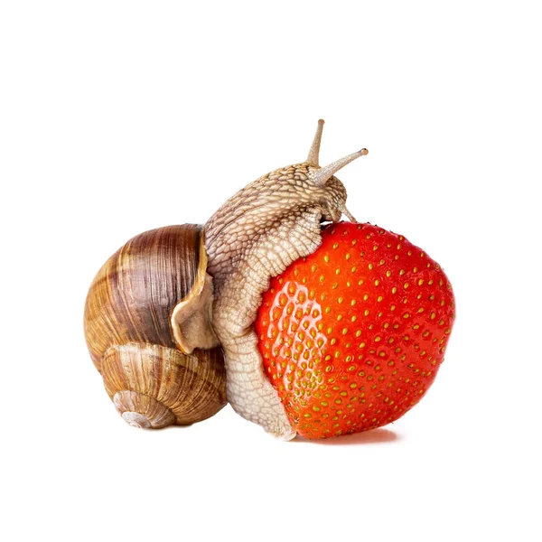 Snail Eat Strawberries Concept Snail Control — Stock Photo, Image