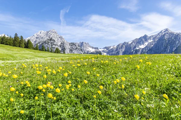 Verão Alpes Paisagem Com Prados Flores Cordilheira Fundo Foto Tirada — Fotografia de Stock