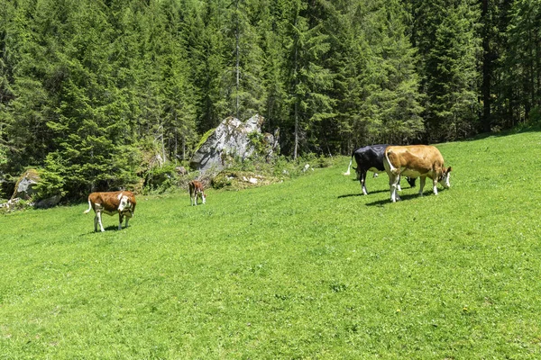 Grazing Cows Alpine Meadow Austria Tyrol Region — Stock Photo, Image