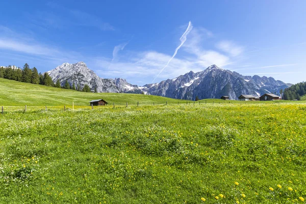 Prados Flores Alpinas Con Majestuosa Cordillera Karwendel Foto Tomada Cerca — Foto de Stock