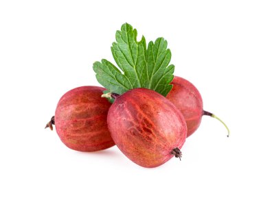 Beyaz Yaprak ile Gooseberries Organik Bektaşi Üzümü