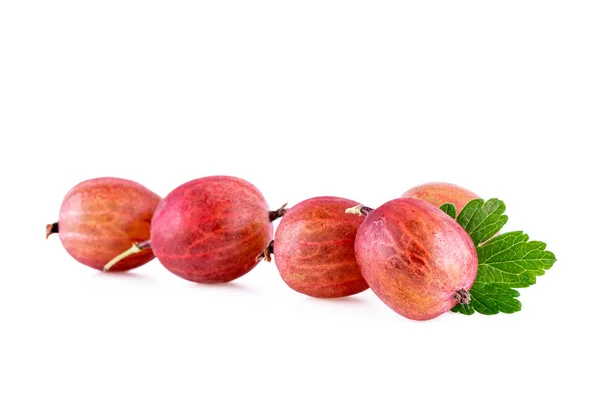 Stachelbeeren Einer Reihe Isoliert Auf Weiß — Stockfoto