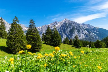 Pitoresk çayırlar ve orman amond yüksek dağlar bulunmaktadır. Avusturya, Gnadenwald, Tirol Bölgesi.