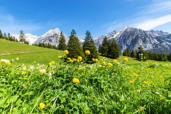 Alpes Vista Com Flores Amarelas Verão Paisagem Montanha — Fotografia de Stock