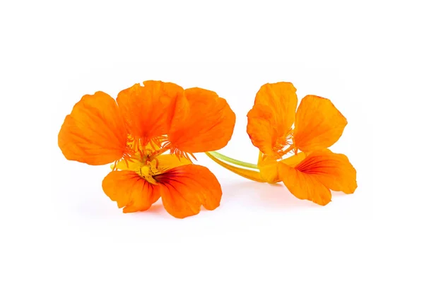 Nasturtium Orange Flowers Tropaeolum Majus Isolated Whit — Stock Photo, Image